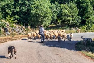 provata voskos pindos zagori
